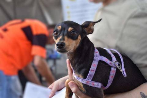 Mutirão de Castração em Atibaia Beneficia 254 Cães e Gatos